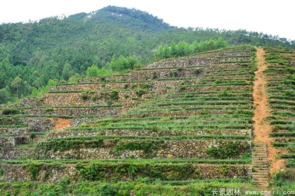 山體邊坡植草護(hù)坡綠化圖片