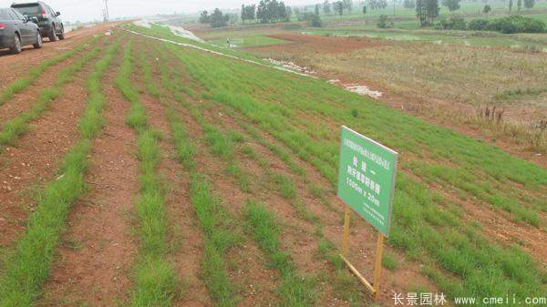 河提邊坡植草護(hù)坡綠化圖片