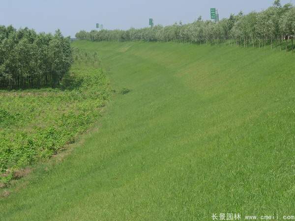 河提邊坡植草護(hù)坡綠化圖片