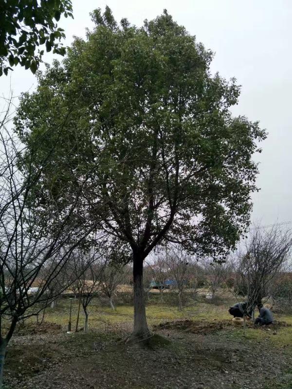 香樟樹圖片香樟樹基地實拍