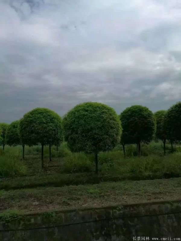 桂花樹圖片桂花樹基地實(shí)拍