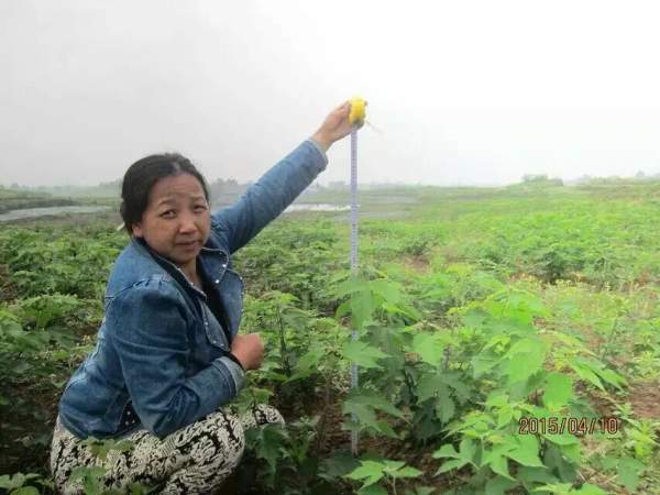 茍樹圖片茍樹基地實拍