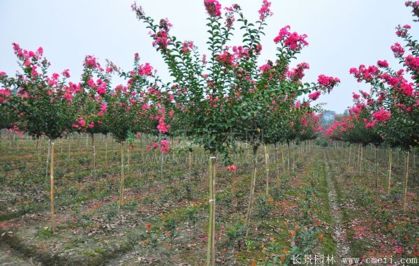 紫薇樹圖片基地實拍