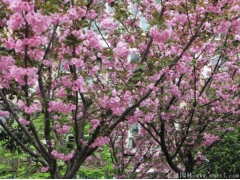 櫻花樹(shù)桿是什么顏色？