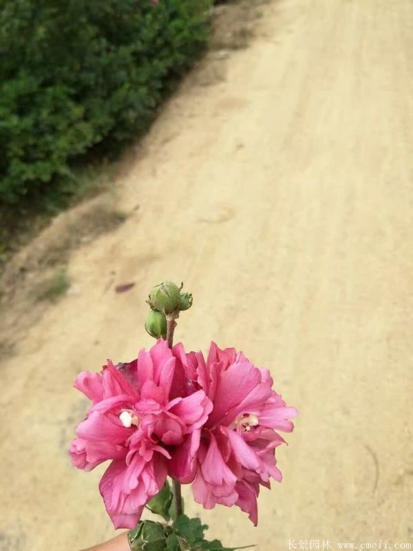 重瓣大花木槿樹(shù)圖片基地實(shí)拍