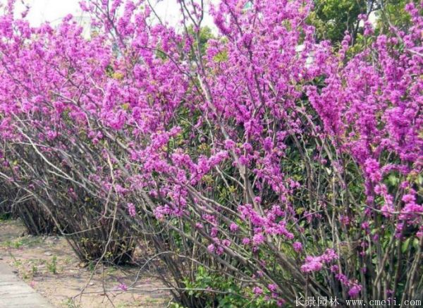 紫荊樹(shù)圖片基地實(shí)拍