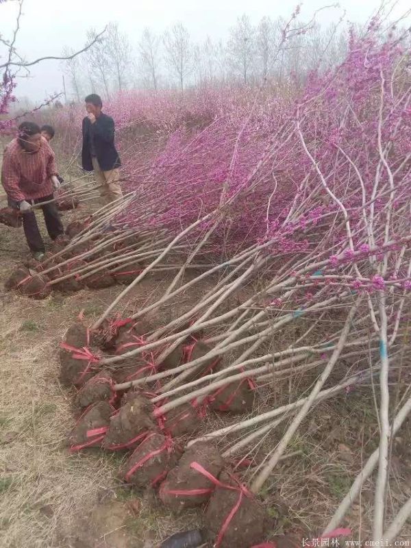 單桿紫荊樹圖片基地實(shí)拍