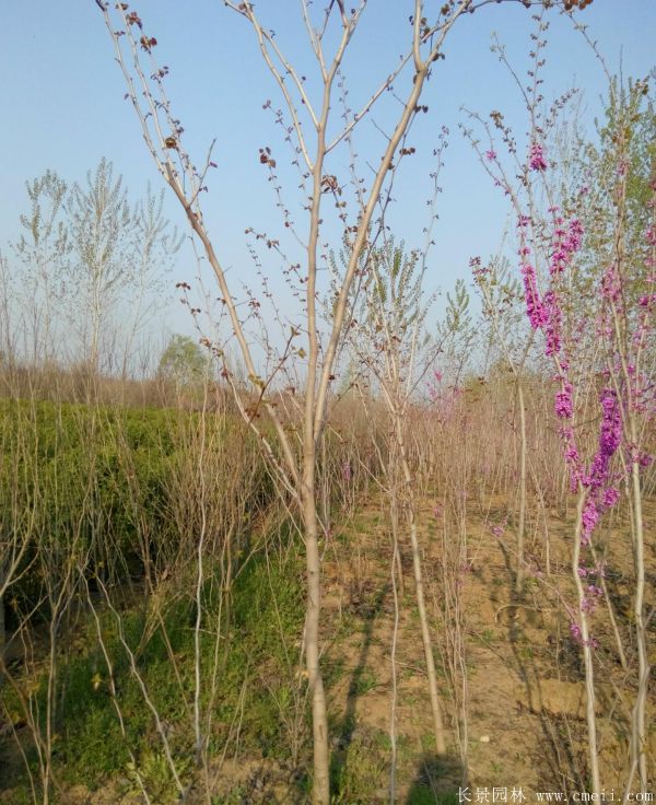 單桿紫荊樹圖片基地實(shí)拍