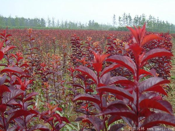 紅葉李圖片基地實(shí)拍