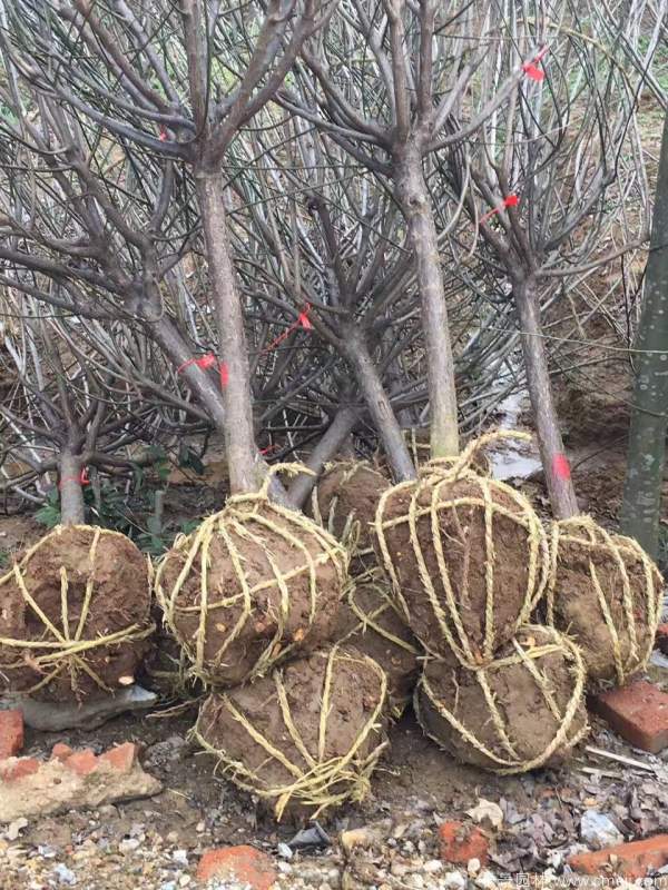 紅梅樹(shù)紅梅花圖片基地實(shí)拍