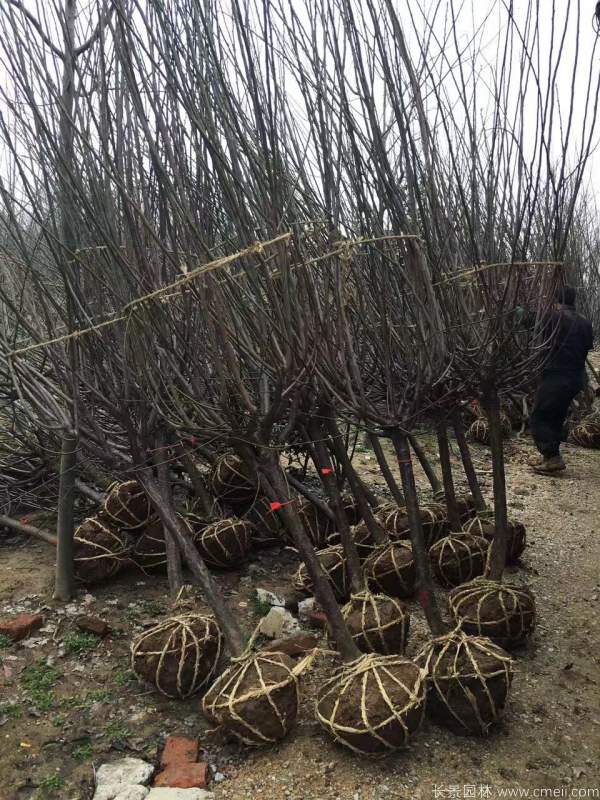 紅梅樹(shù)紅梅花圖片基地實(shí)拍