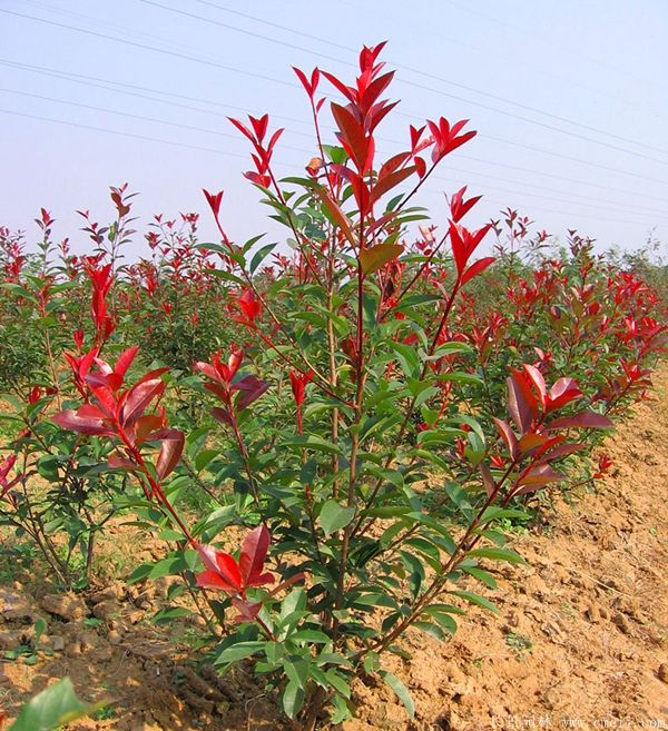 紅葉石楠圖片基地實拍