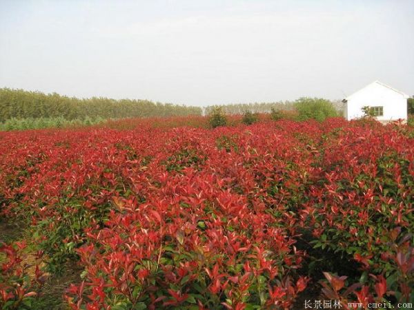 紅葉石楠圖片基地實(shí)拍