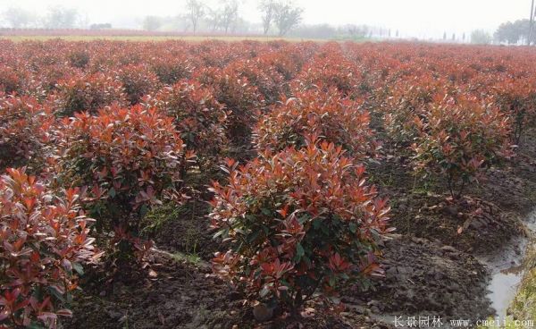 紅葉石楠圖片基地實(shí)拍