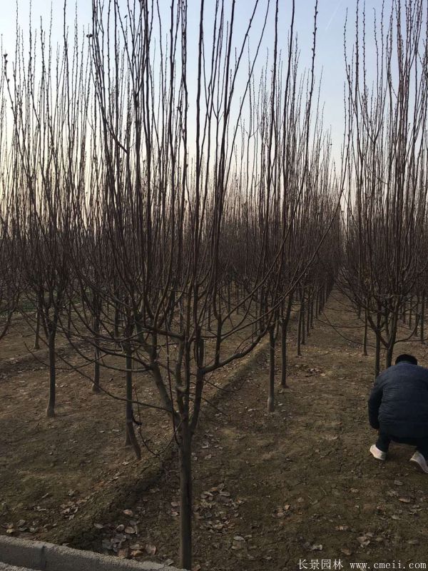 西府海棠圖片基地實拍