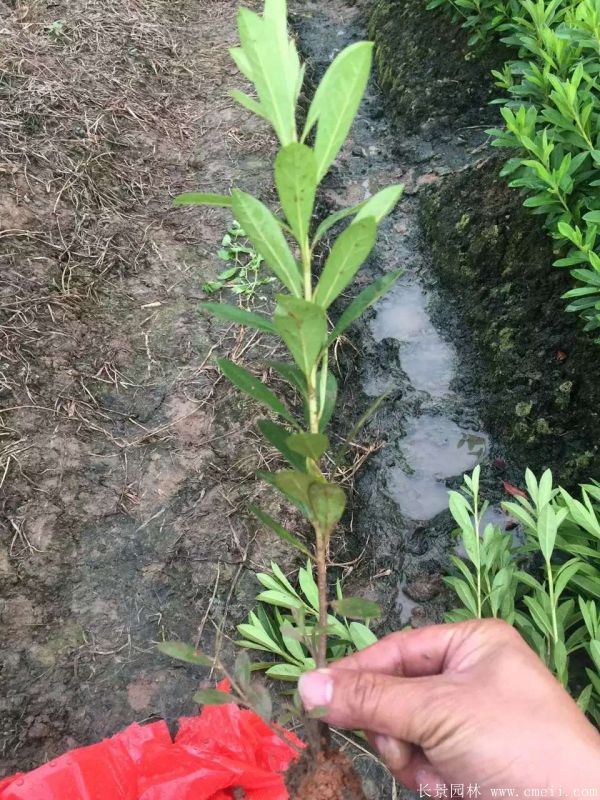 毛鵑圖片基地實(shí)拍