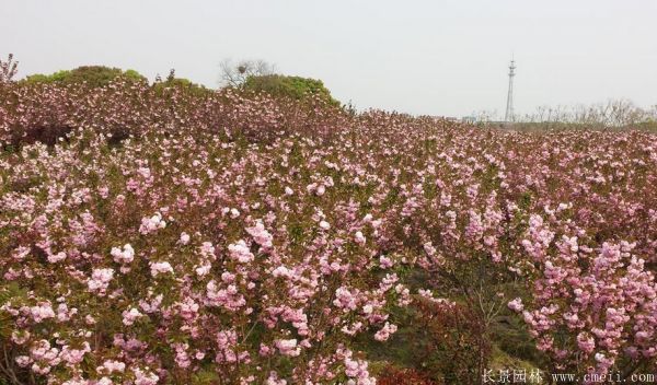 丁香圖片基地實拍