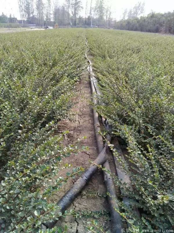 平枝荀子圖片基地實(shí)拍