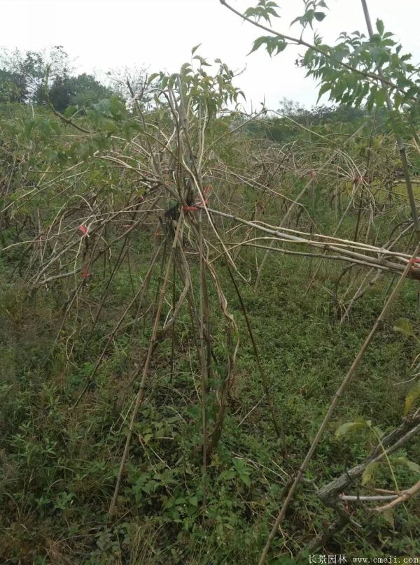 凌霄花苗圖片基地實(shí)拍