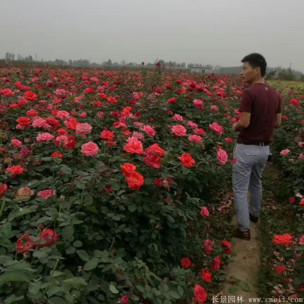 月季花圖片基地實拍