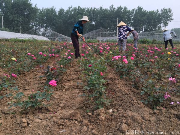 月季花圖片基地實拍