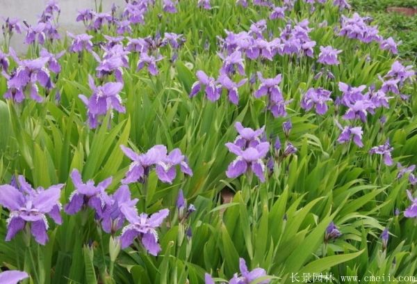 鳶尾花圖片基地實拍