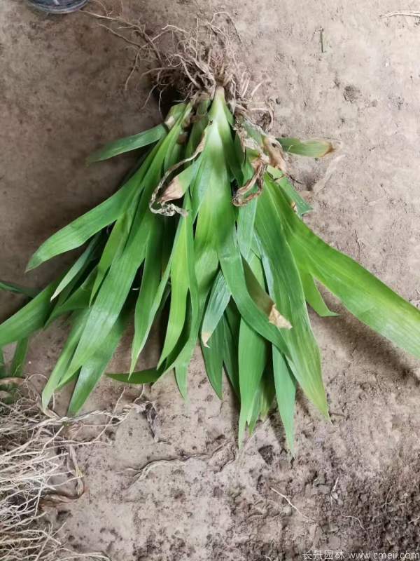 鳶尾花圖片基地實拍