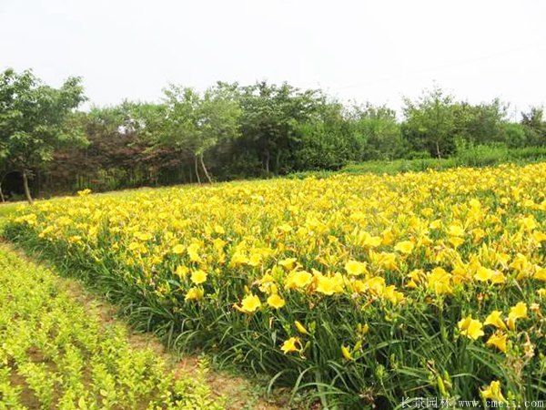 金娃娃萱草圖片基地實(shí)拍