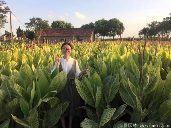 花葉美人蕉基地實(shí)拍圖片