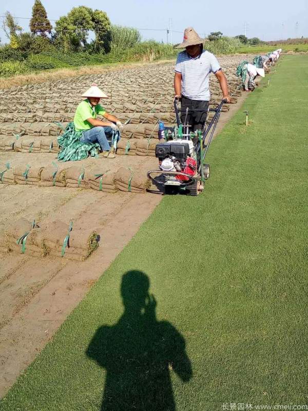 馬尼拉草坪圖片基地實拍