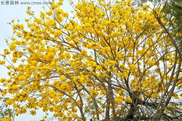 黃花風(fēng)鈴木小苗