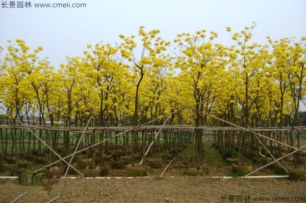 黃花風(fēng)鈴木小苗