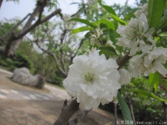 全國(guó)這里櫻花樹苗價(jià)格很低，不怕你比較