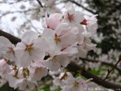 全國(guó)較大的櫻花種植基地為您提供的櫻花樹苗價(jià)