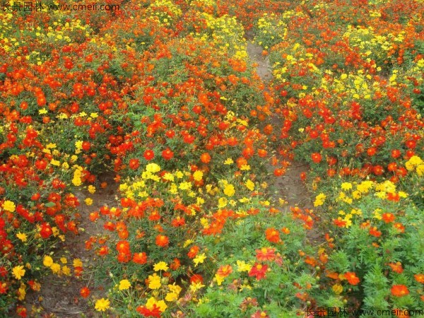 波斯菊種子發(fā)芽出苗開(kāi)花圖片