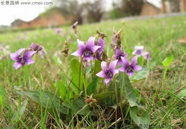 紫花地丁種子發(fā)芽出苗開(kāi)花圖片