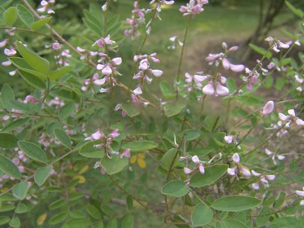 多花木蘭種子發(fā)芽出苗圖片