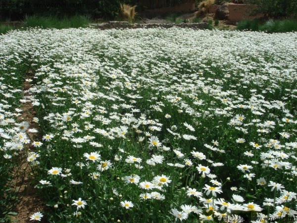 大濱菊種子發(fā)芽出苗開花圖片