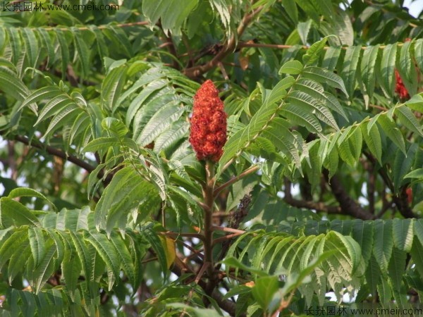 火炬樹(shù)種子發(fā)芽出苗圖片