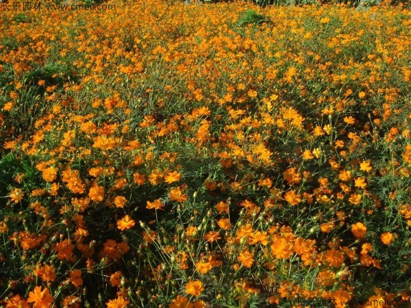 硫華菊種子發(fā)芽出苗圖片