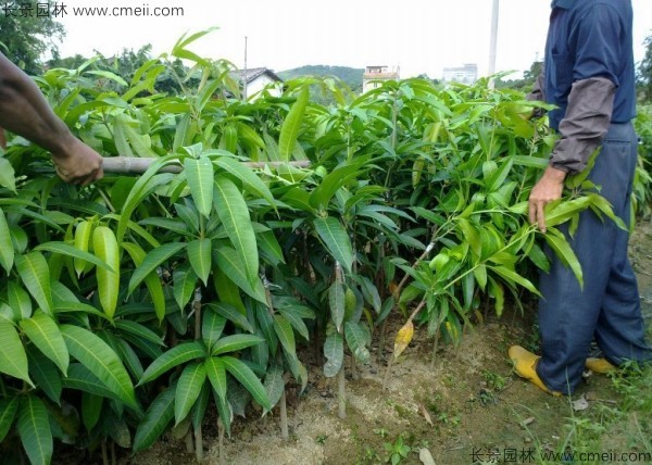 芒果種子發(fā)芽出苗圖片