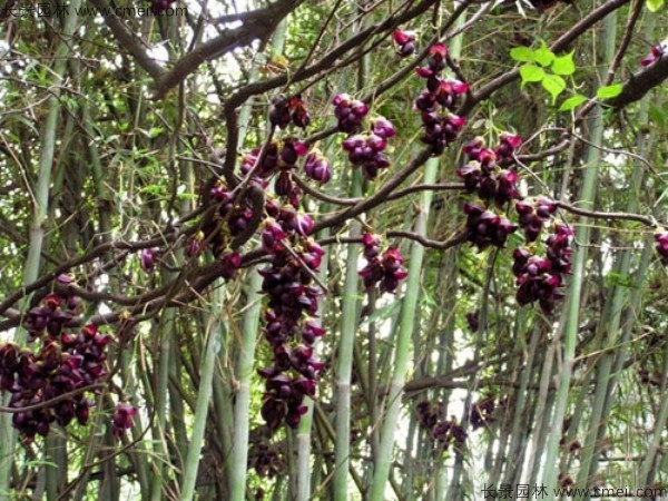 油麻藤開花樹葉樹藤圖片