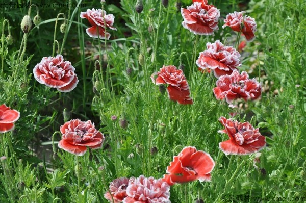 虞美人開(kāi)花圖片花海