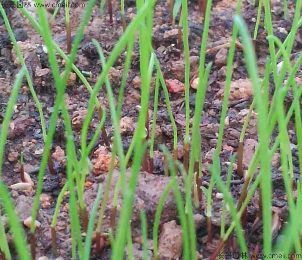 冬牧70黑麥種子發(fā)芽出苗圖片