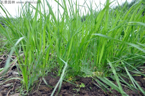 冬牧70黑麥種子發(fā)芽出苗圖片