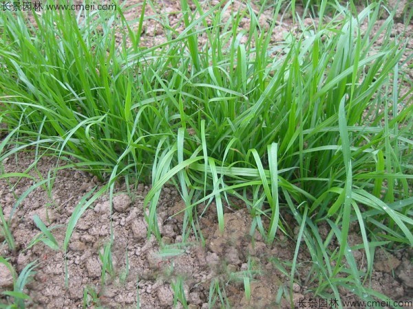 冬牧70黑麥種子發(fā)芽出苗圖片