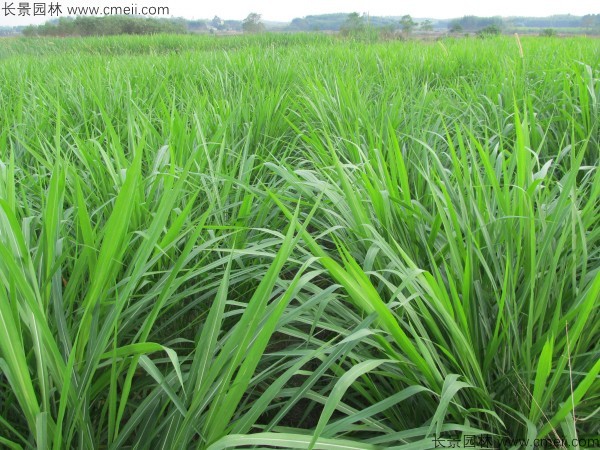 冬牧70黑麥種子發(fā)芽出苗圖片