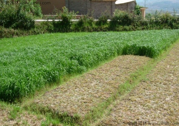 冬牧70黑麥種子發(fā)芽出苗圖片