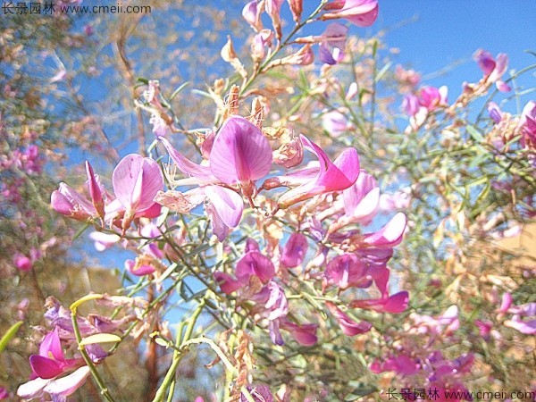 花棒開花圖片