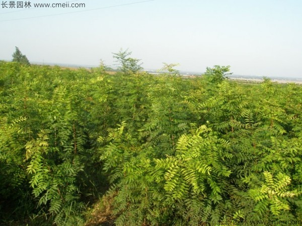 黃連木種子發(fā)芽出苗圖片